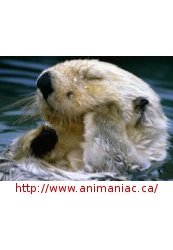 Photo (ou image) de Migou